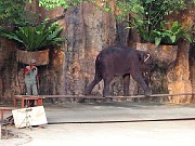 076  balancing elephant.jpg